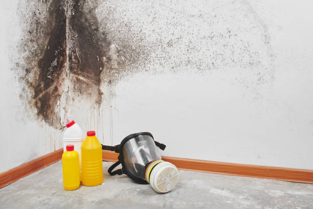 Best Black Mold Removal  in Westwego, LA