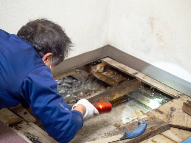 Best Local Mold Removal Service  in Westwego, LA