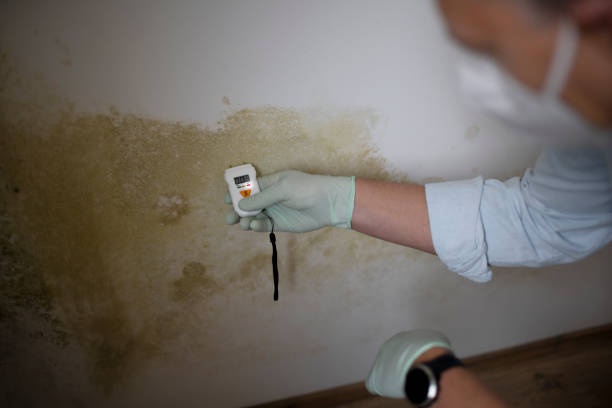 Best Commercial Mold Removal  in Westwego, LA