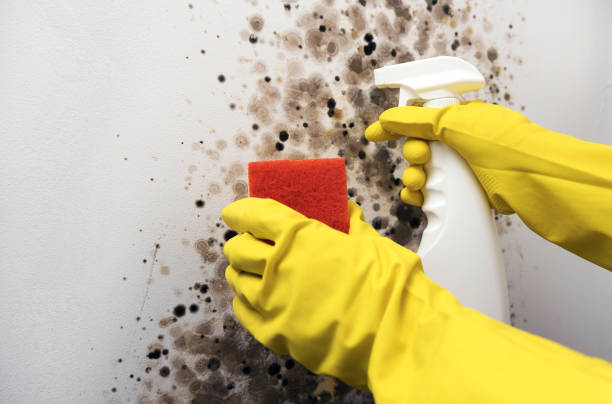 Best Toxic Mold Removal  in Westwego, LA
