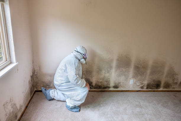 Best Toxic Mold Removal  in Westwego, LA