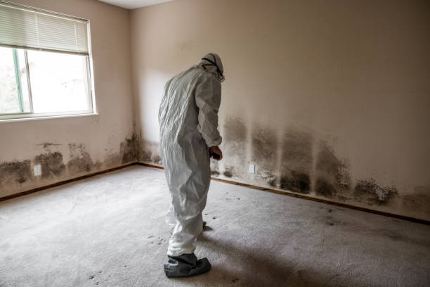 Best Same-Day Mold Removal  in Westwego, LA