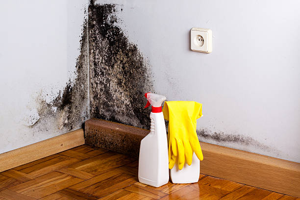 Best Attic Mold Removal  in Westwego, LA